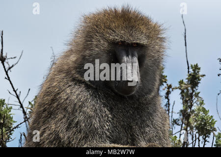 Olive Baboon (Papio Anubis), Bale mountains, Ethiopia Stock Photo