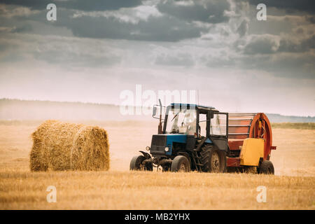 Tractor Collects Dry Grass In Straw Bales In Summer Wheat Field. Special Agricultural Equipment. Hay Bales, Hay Making Stock Photo