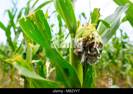 Huitlacoche - Corn smut, fungus, Mexican truffle in the green field. Corn smut is a plant disease caused by the pathogenic fungus Ustilago maydis that Stock Photo