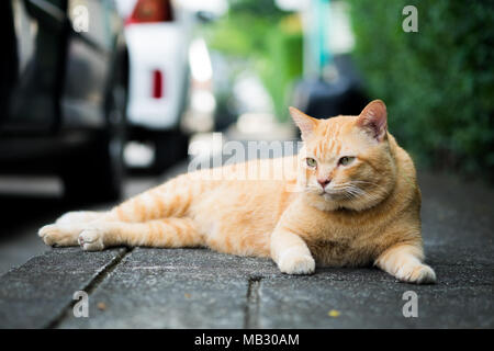 A brown cute cat lying down and rest on the floor, selective focus. Stock Photo