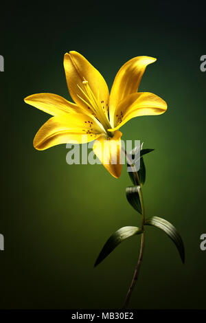 Yellow lily with stem and leaves against green background Stock Photo
