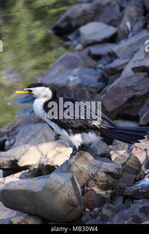 Little Pied Cormorant (Microcarbo Melanoleucos) Perched upon rocks along shoreline Stock Photo