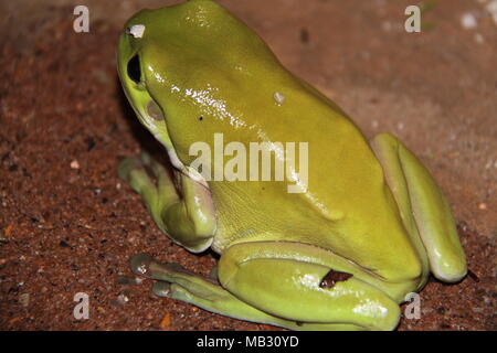 Australian Green Tree Frog (Litoria Caerulea) Stock Photo