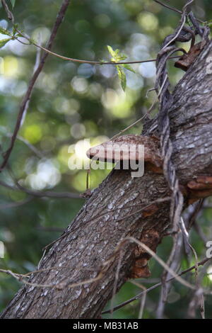 Brown Discolouration of an Orange Bracket Fungi (Pycnoporus Coccineus) growth on Swamp Bottlebrush Tree Stock Photo