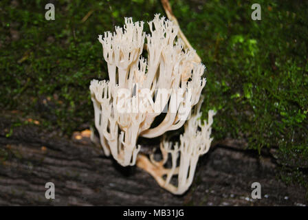 A white coral mushroom (Clavulina coralloides) grows on an old tree in the forest. Stock Photo