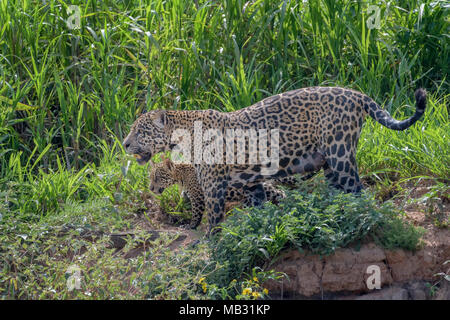 Jaguar (Panthera onca) female with cub walking on riverbank, Pantanal, Mato Grosso, Brazil Stock Photo