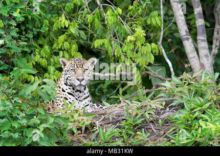 Jaguar (Panthera onca) lying down on riverbank in jungle, looking at camera, Pantanal, Mato Grosso, Brazil Stock Photo