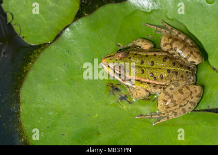 Green frog (Rana esculenta), sits on pond-lily leaf in the water, Burgenland, Austria Stock Photo