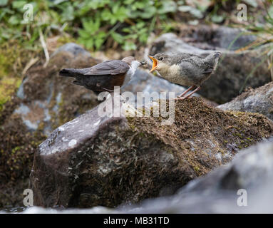 White-throated Dipper (Cinclus cinclus), young bird is fed, Stubaital, Tyrol, Austria Stock Photo