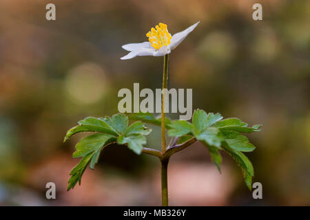 Wood anemones (Anemone nemorosa), Upper Bavaria, Bavaria, Germany Stock Photo