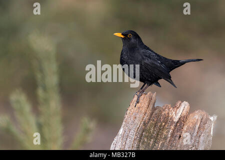 Blackbird (Turdus merula), sitting on a tree stump, Tyrol, Austria Stock Photo