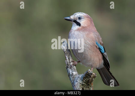 Eurasian jay (Garrulus glandarius) sits on a branch, Tyrol, Austria Stock Photo