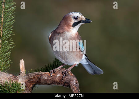 Eurasian jay (Garrulus glandarius) sits on a branch, Tyrol, Austria Stock Photo