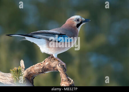 Eurasian jay (Garrulus glandarius) sits on a branch, Tyrol, Austria Stock Photo