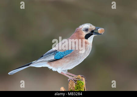 Eurasian jay (Garrulus glandarius) sits on a tree stump with an acorn in its beak, Tyrol, Austria Stock Photo