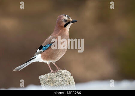 Eurasian jay (Garrulus glandarius) sits on a stone, Tyrol, Austria Stock Photo