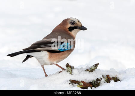 Eurasian jay (Garrulus glandarius) sits in the snow, Tyrol, Austria Stock Photo