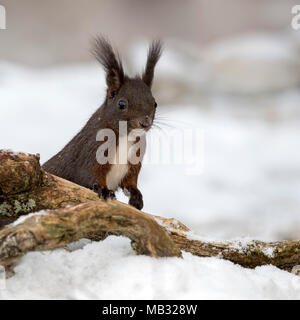 Eurasian red squirrel (Sciurus vulgaris) on the ground in the snow, Tyrol, Austria Stock Photo