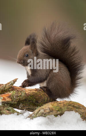 Eurasian red squirrel (Sciurus vulgaris) sits on a branch on the ground in snow, Tyrol, Austria Stock Photo