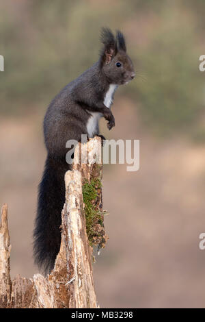 Eurasian red squirrel (Sciurus vulgaris) sits on a tree stump, Tyrol, Austria Stock Photo
