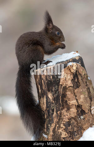 Eurasian red squirrel (Sciurus vulgaris) sits on a tree stump and eats, Tyrol, Austria Stock Photo