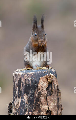 Eurasian red squirrel (Sciurus vulgaris) sits on a tree stump and eats, Tyrol, Austria Stock Photo