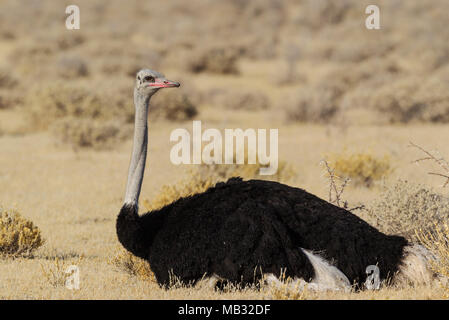 Ostrich (Struthio camelus), resting male in dry grass, Etosha National Park, Namibia Stock Photo