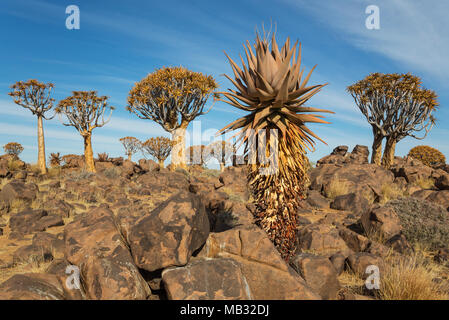 Aloe (Aloe littoralis) and Quiver trees (Aloe dichotoma), Quiver Tree forest near Keetmanshoop, Namibia Stock Photo