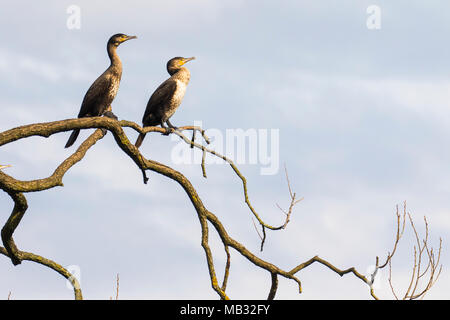 Two Great cormorants (Phalacrocorax carbo), sitting on a branch, Hesse, Germany