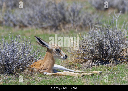 Young springbok (Antidorcas marsupialis) lying in the dry grass, alert, Etosha National Park, Namibia Stock Photo