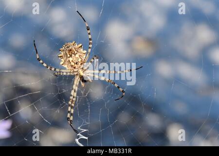 Lobed argiope spider (Argiope lobata) on its web among roadside vegetation, near Nafplio, Argolis, Peloponnese, Greece, July. Stock Photo