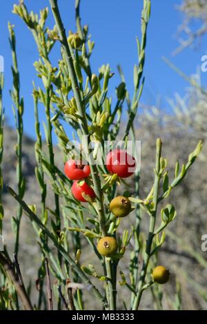 Poet's cassia / Osyris (Osyris alba) bush, a plant in the mistletoe family semi-parasitic on the roots of other species, with red berries, Greece. Stock Photo