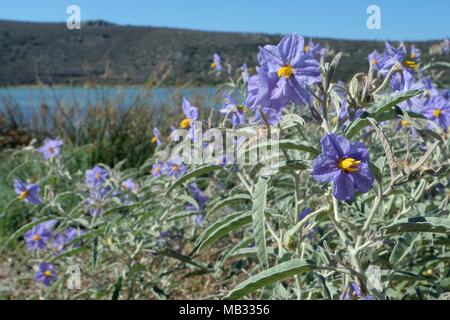 Silverleaf nightshade (Solanum elaeagnifolium) an invasive South and Central American species, flowering in profusion in coastal scrubland, Greece. Stock Photo