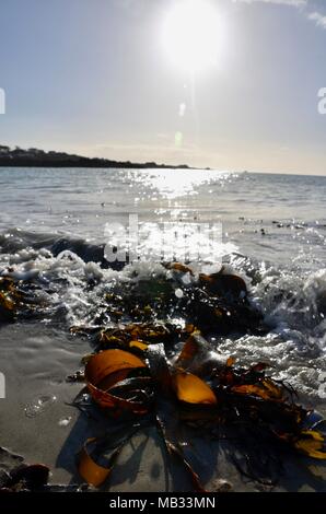 Seaweed on the beach at Cobo Bay, Guernsey, Channel Islands, UK Stock Photo