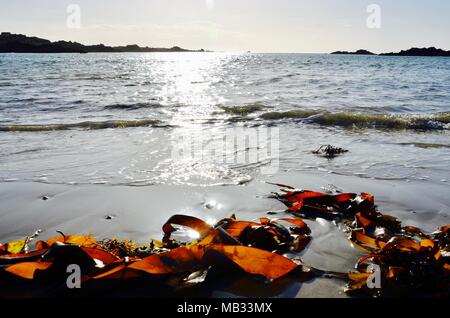 Seaweed on the beach at Cobo Bay, Guernsey, Channel Islands, UK Stock Photo