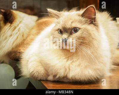 Fat Ragdoll (Felis catus) cat lying on a table Stock Photo