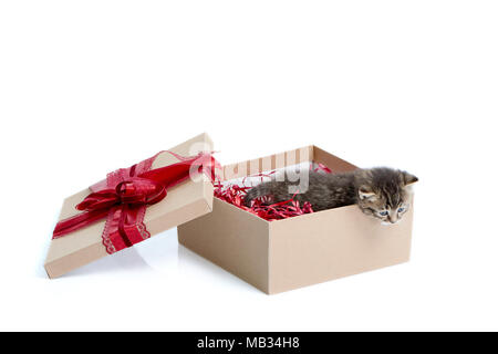 Cute present. Little brown striped funny kitten looking out of birthday box with big red bow on top. Cuteness happiness small fluffy adorable charming playful kitty valentine decoration white Stock Photo
