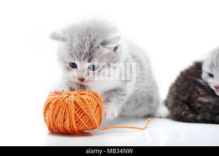 Small grey fluffy adorable kitten is playing with orange yarn ball while other kitties are playing in the background in white photo studio. Little gray adorable amusing cute curious fur blue eyes