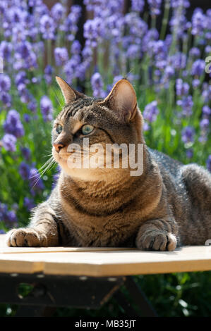 Close up of a beautiful cat in a garden on a sunny Summer day surrounded by Lavender.  Bengal stripes. Stock Photo