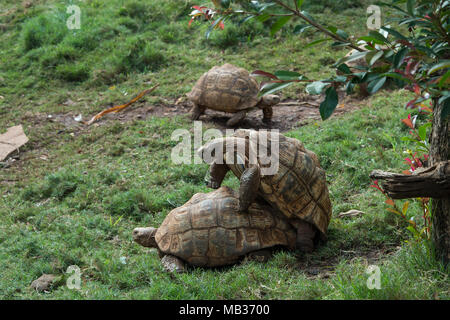 Leopard tortoise, Stigmochelys pardalis, Testudinidae, Kenya, Africa Stock Photo
