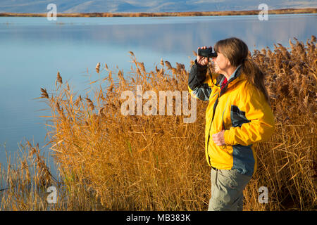 Birding on Great Salt Lake marsh, Bear River Migratory Bird Refuge, Utah Stock Photo