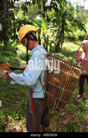 Fruit farmer harvest the ripened durian in the fruit farm garden underbrush with backpack basket. Ripened durian falled from the durian tree. Stock Photo