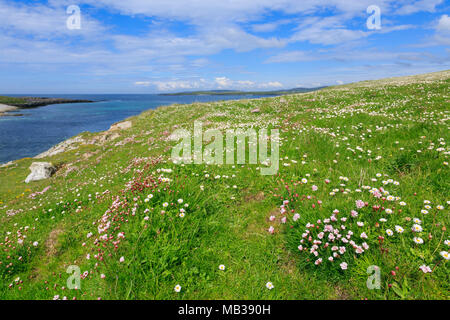 Pink scottish wildflowers - Pink flowers growing by the roadside on ...