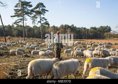 Shepherd looking after his flock of sheep at sunny autumn day at  National Park the 'Loonse en Drunense Duinen' in the Netherlands Stock Photo