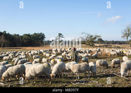 Shepherd looking after his flock of sheep at sunny autumn day at  National Park the 'Loonse en Drunense Duinen' in the Netherlands Stock Photo