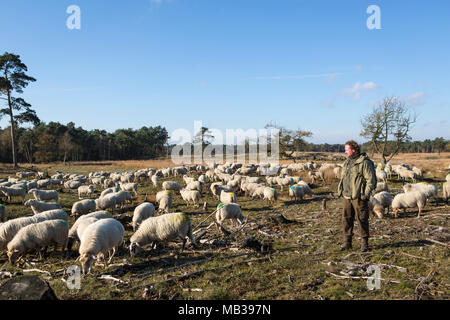 Shepherd looking after his flock of sheep at sunny autumn day at  National Park the 'Loonse en Drunense Duinen' in the Netherlands Stock Photo