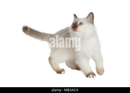 Two kittens, sacred Cat of Burma on white background