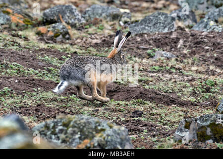 Ethiopian Highland Hare (Lepus starki), Sanetti plateau, Ethiopia Stock Photo