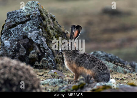 Ethiopian Highland Hare (Lepus starki), Sanetti plateau, Ethiopia Stock Photo