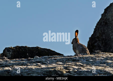 Ethiopian Highland Hare (Lepus starki), Sanetti plateau, Ethiopia Stock Photo